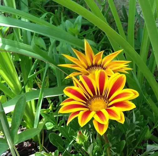 Lejlighed Bella Vista *